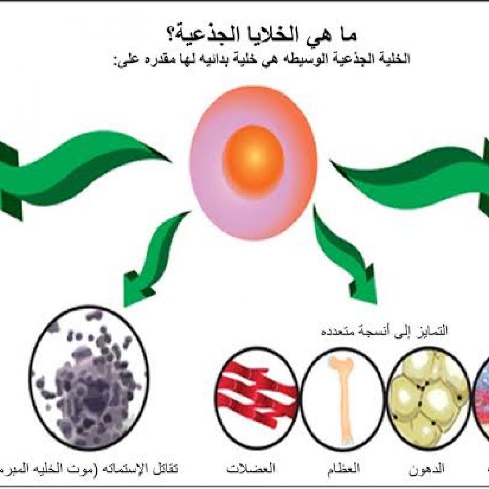 الخلايا الجذعية.. حل سحري لحياة أفضل لذوى الإعاقة